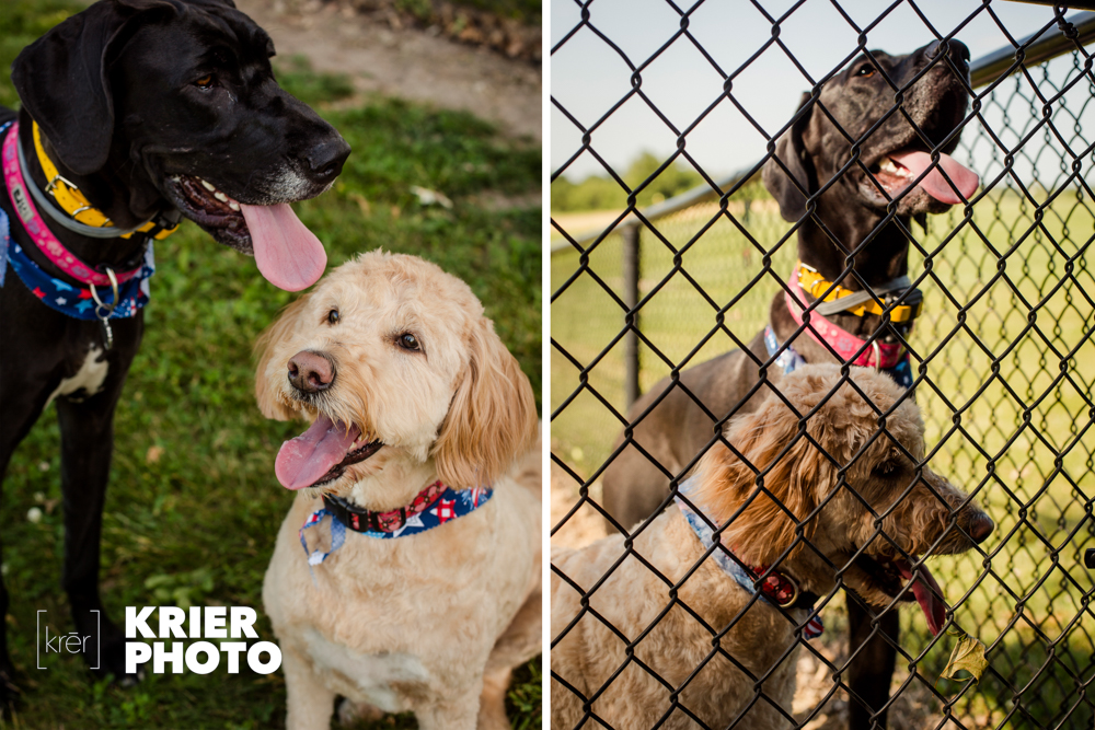 Kansas City Portrait Photography | Jorgenson Dog Plan Session Two of Three